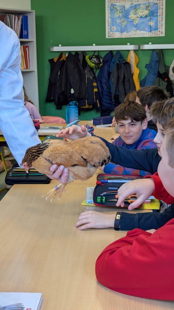 In dieser Woche bekamen wir im BNT-Unterricht der Jahrgangsstufe 5 einen ganz besonderen Besuch: Der renommierte Kleintierzüchter Hanspeter Wagner kam zu uns in die Schule und brachte verschiedene Hühner mit.