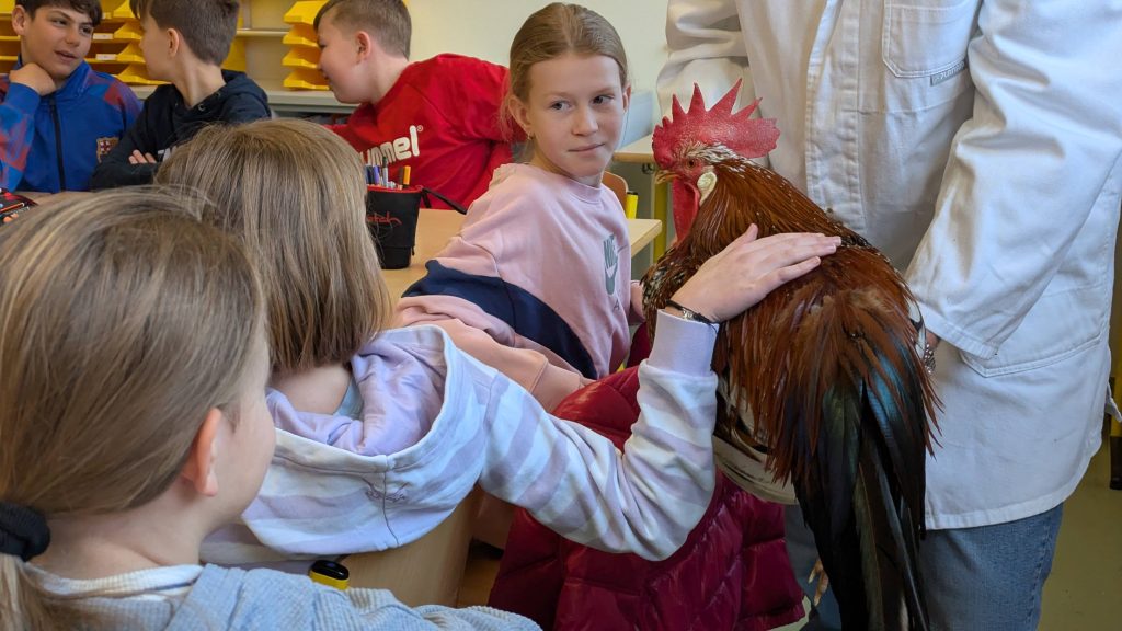 In dieser Woche bekamen wir im BNT-Unterricht der Jahrgangsstufe 5 einen ganz besonderen Besuch: Der renommierte Kleintierzüchter Hanspeter Wagner kam zu uns in die Schule und brachte verschiedene Hühner mit.