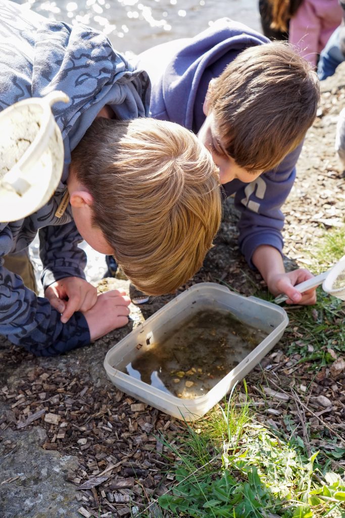 Die Schülerinnen und Schüler der 5. Klassen der FES konnten im Rahmen des Aktionstages „Ökomobil“ einen besonderen Blick in die Brenz und die sich dort befindenden Lebewesen werfen.