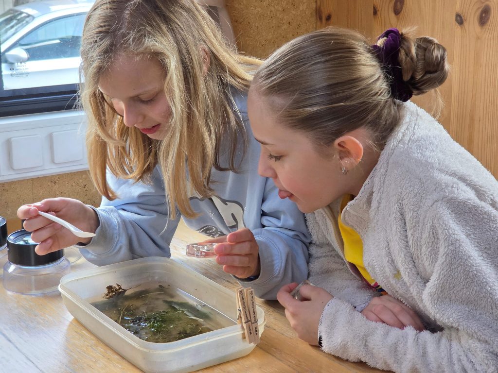 BLOG-Beitrag
Forschen in Gummistiefeln: Fünftklässler von FES-Gymnasium und FES-Realschule untersuchen die Brenz
Wenn das Ökomobil der staatlichen Naturschutzverwaltung Baden-Württemberg Halt macht, verwandelt sich die Natur in ein Freiluft-Klassenzimmer. Mit Neugier und Tatendrang ließen sich die Schülerinnen und Schüler der Jahrgangsstufe 5 unseres FES-Gymnasiums und unserer FES-Realschule auf dieses Abenteuer ein.
An zwei Vormittagen erkundeten die jungen Gymnasiasten und Realschüler die heimische Brenz und wurden dabei fachkundig von den Naturschützern des Ökomobils begleitet und angeleitet. Die jungen Forschenden stiegen ins kühle Nass, nahmen Proben und brachten ihre Funde ins rollende Naturschutzlabor. 
Die gefundenen winzigen Wasserlebewesen wurden unter dem Mikroskop und der Lupe genau betrachtet und systematisch zugeordnet. 
Dabei lernten unsere Fünftklässler nicht nur, dass das klare Wasser der Brenz ein erstaunlich artenreiches Biotop ist, sondern leiteten auch konkrete Maßnahmen zum Schutz dieser Lebewesen ab.
So machte Biologie-Unterricht gleich doppelt Spaß…!

