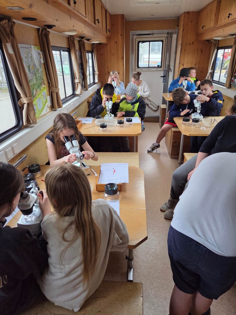 BLOG-Beitrag
Forschen in Gummistiefeln: Fünftklässler von FES-Gymnasium und FES-Realschule untersuchen die Brenz
Wenn das Ökomobil der staatlichen Naturschutzverwaltung Baden-Württemberg Halt macht, verwandelt sich die Natur in ein Freiluft-Klassenzimmer. Mit Neugier und Tatendrang ließen sich die Schülerinnen und Schüler der Jahrgangsstufe 5 unseres FES-Gymnasiums und unserer FES-Realschule auf dieses Abenteuer ein.
An zwei Vormittagen erkundeten die jungen Gymnasiasten und Realschüler die heimische Brenz und wurden dabei fachkundig von den Naturschützern des Ökomobils begleitet und angeleitet. Die jungen Forschenden stiegen ins kühle Nass, nahmen Proben und brachten ihre Funde ins rollende Naturschutzlabor. 
Die gefundenen winzigen Wasserlebewesen wurden unter dem Mikroskop und der Lupe genau betrachtet und systematisch zugeordnet. 
Dabei lernten unsere Fünftklässler nicht nur, dass das klare Wasser der Brenz ein erstaunlich artenreiches Biotop ist, sondern leiteten auch konkrete Maßnahmen zum Schutz dieser Lebewesen ab.
So machte Biologie-Unterricht gleich doppelt Spaß…!

