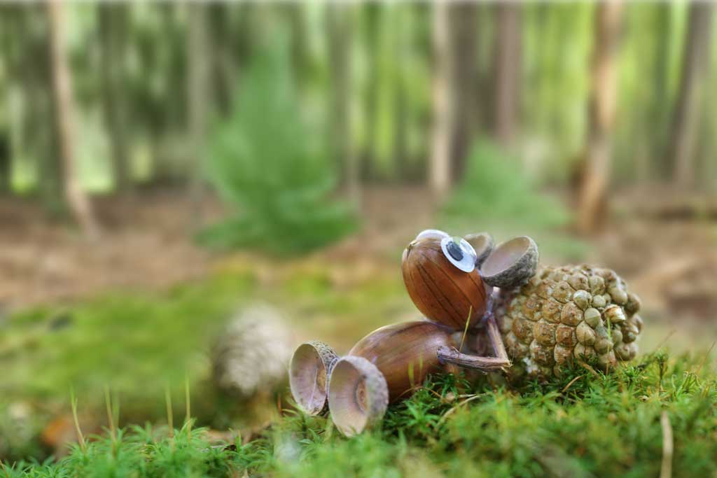 Ein Eichelmäuschen liegt im Moss